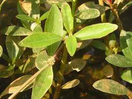 Rau rệu chữa bệnh sởi
